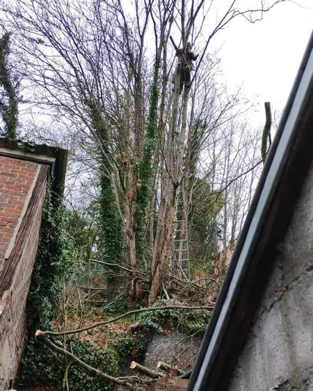 Arbres à abattre derrière un mur, accès difficile