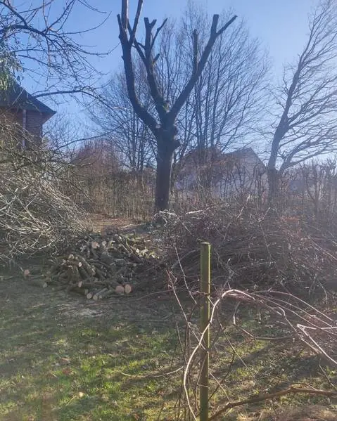 Abattage en sous-bois, branchages à évacuer