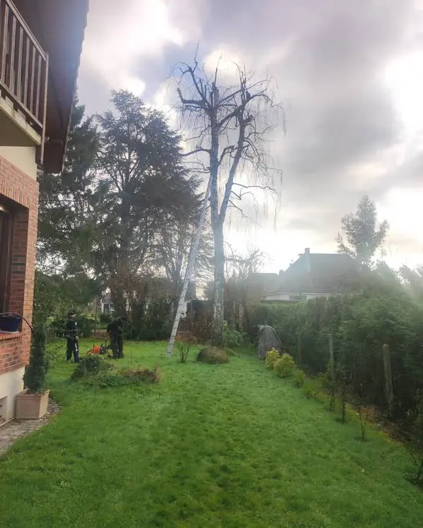 Élagage d’un arbre au fond d’un jardin