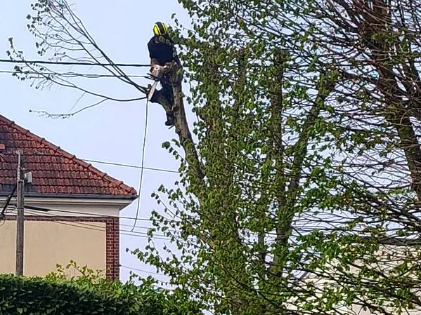 Élagueur encordé dans un arbre, à côté des fils électriques