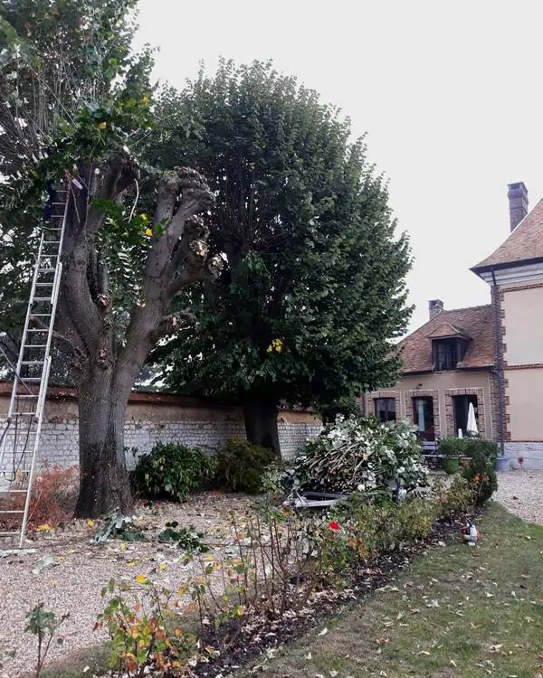 Élagage d’un grand arbre devant une maison de brique