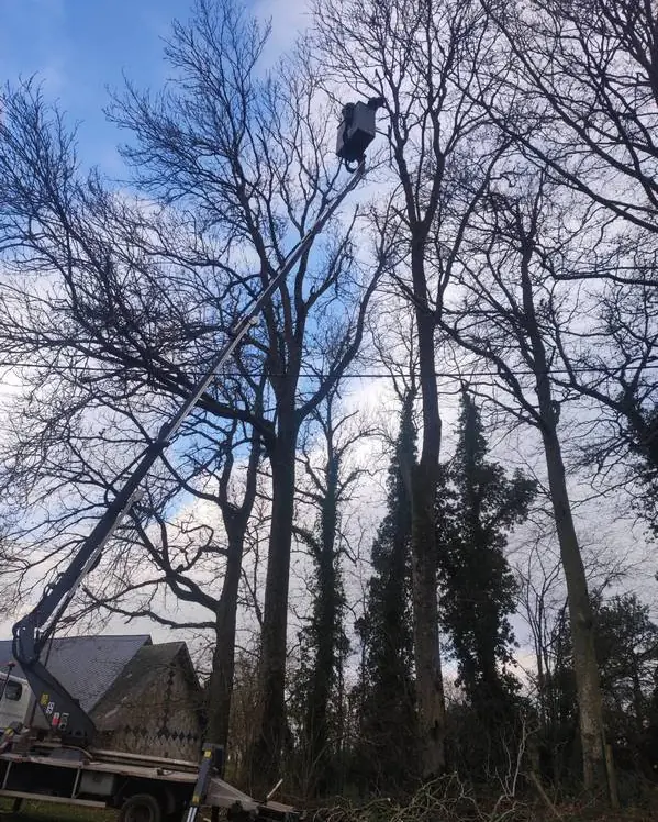Nacelle déployée au milieu de grands arbres en hiver