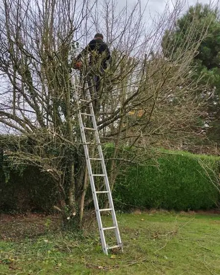 Taille d’un arbre à l’échelle, au-dessus de la haie