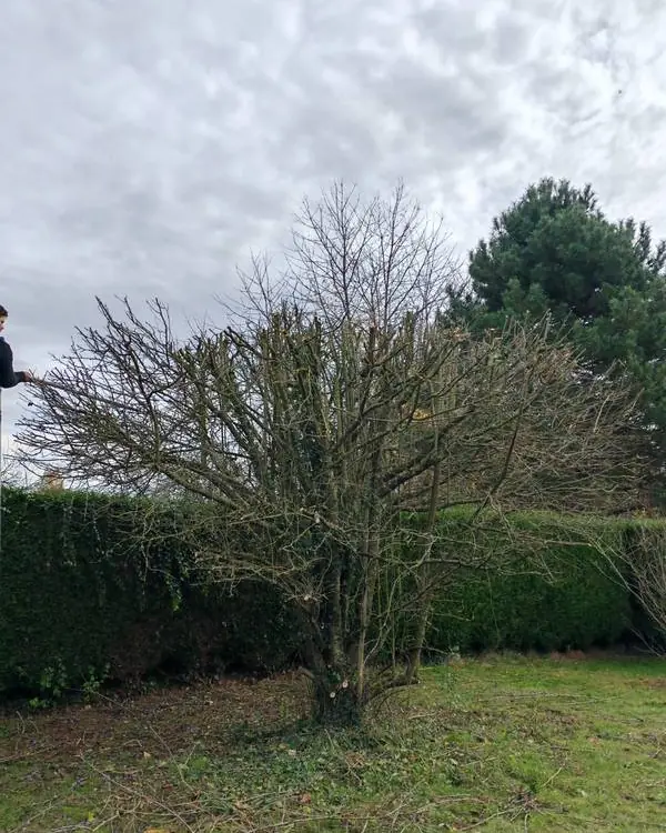 Arbre éclairci au milieu d’une pelouse