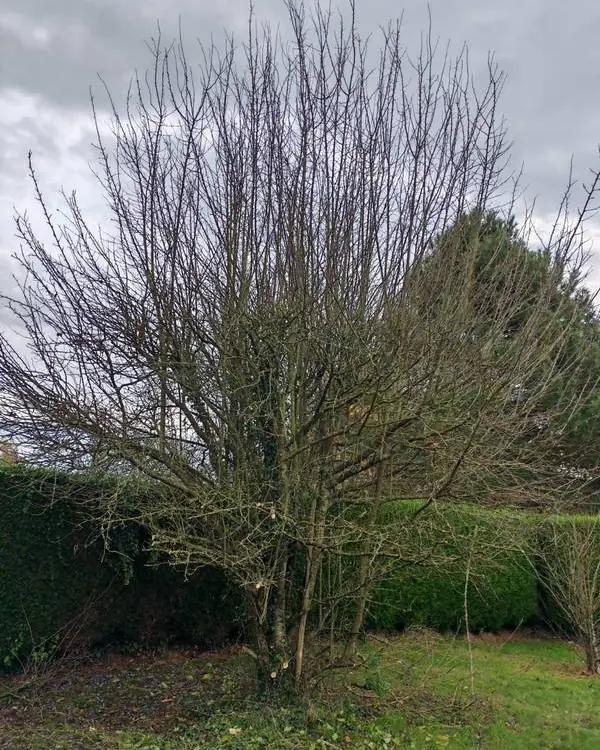 Arbre taillé en fin d’hiver, devant la haie