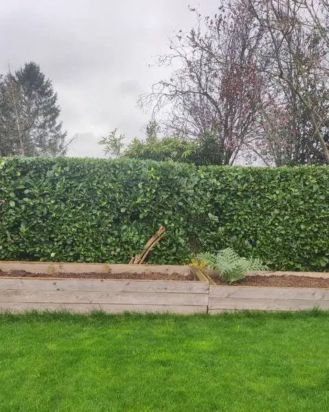 Haie de lauriers taillée droite au fond d’un jardin