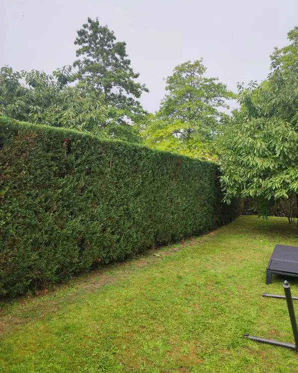 Haie de thuyas taillée bien verticale, côté jardin