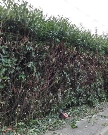 Haie de lauriers taillée le long d’un trottoir
