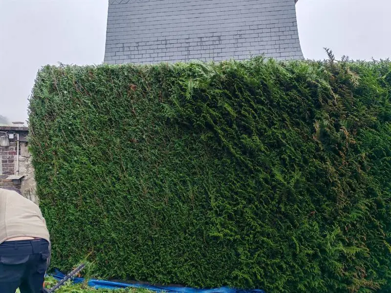 Grande haie de thuyas taillée à la verticale