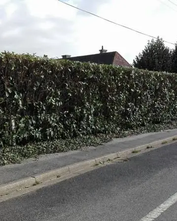 Longue haie mixte taillée le long d’une route
