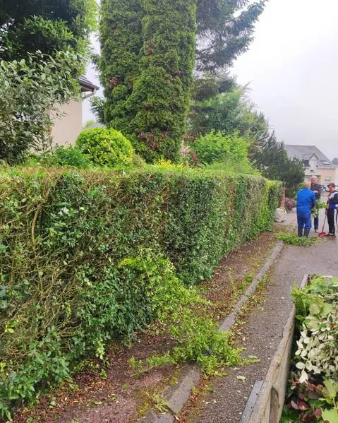 Haie de bord de rue reprise sur le dessus et les côtés