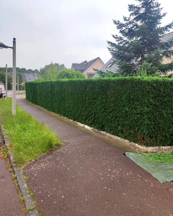 Haie de thuyas taillée, bâche encore au pied