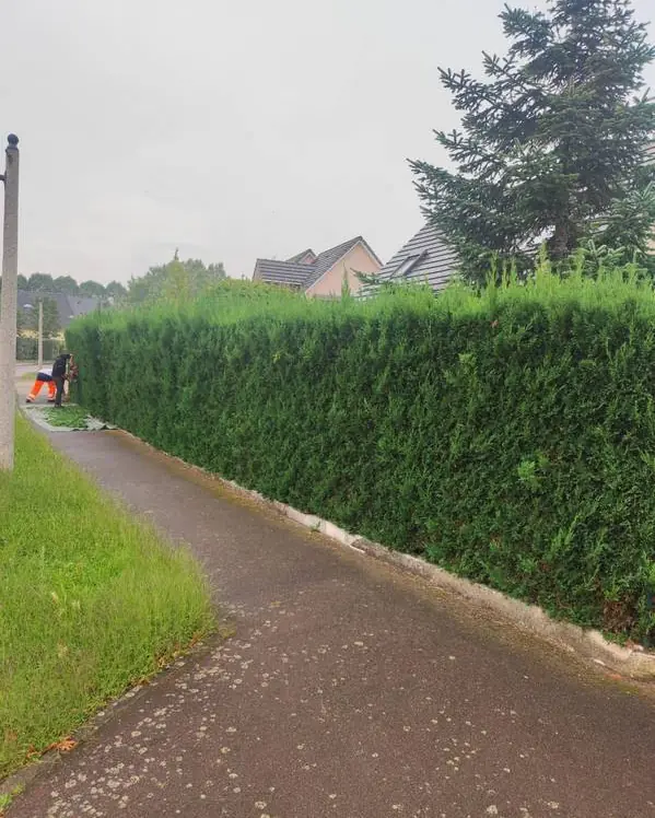 Haie de thuyas en cours de finition le long d’un trottoir