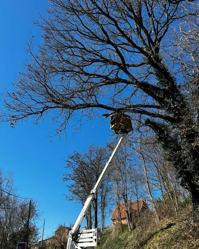 La nacelle au pied d’un grand chêne