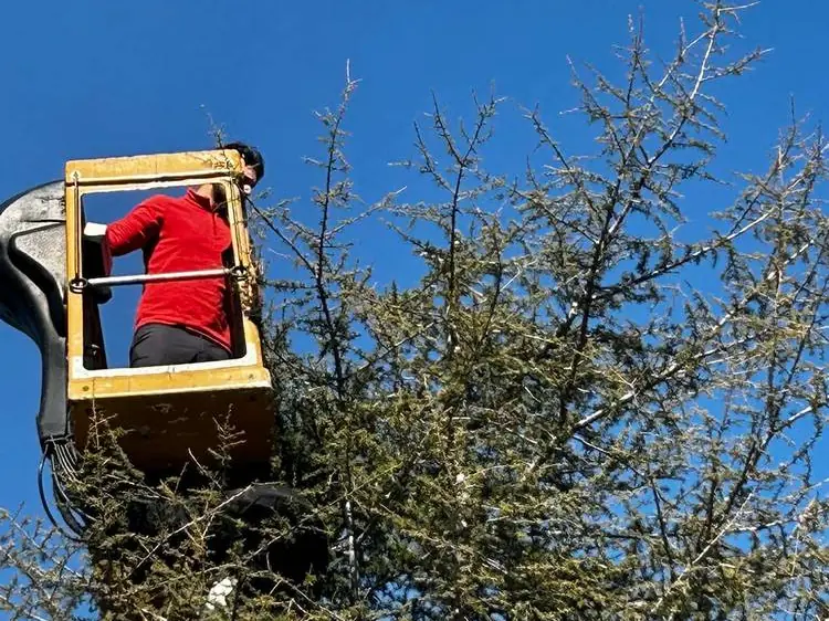 Dans le panier de la nacelle, au cœur de l’arbre