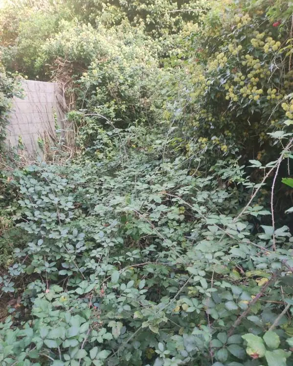Terrain envahi de ronces et de lierre, avant le débroussaillage