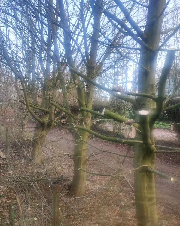 Arbres conduits en têtes de chat, tailles fraîches